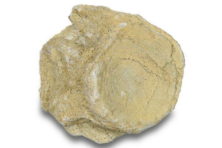 Mosasaur (Tylosaurus) Vertebra - Kansas #255962